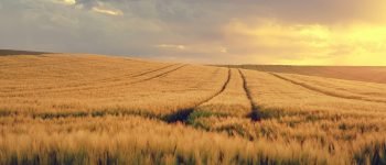 shogun-nature-5168551_1920